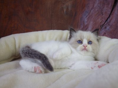 💖Johnnie-Walker💖💖😍Ragdoll cica