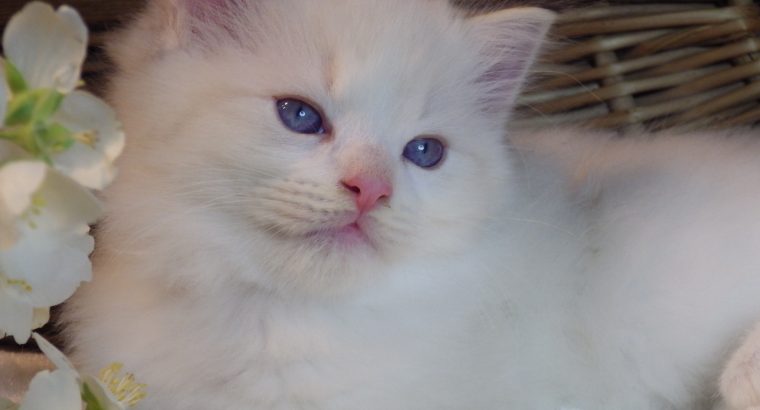 Kansas💖😍 Ragdoll cica!