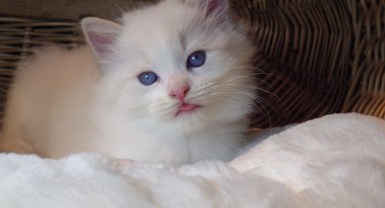 Kansas💖😍 Ragdoll cica!