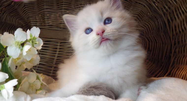 Kansas💖😍 Ragdoll cica!