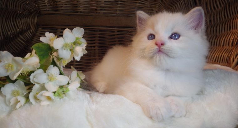 Kansas💖😍 Ragdoll cica!