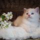 Kansas💖😍 Ragdoll cica!