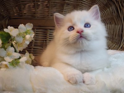 Kansas💖😍 Ragdoll cica!