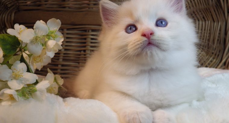 Kansas💖😍 Ragdoll cica!