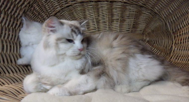 💖Lili💖 Ragdoll cica!