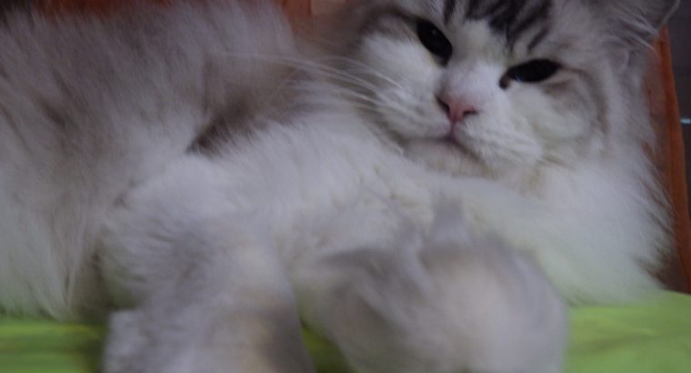 💖Lili💖 Ragdoll cica!
