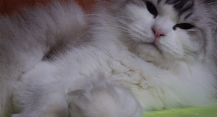 💖Lili💖 Ragdoll cica!