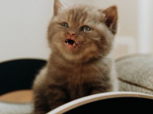 BRUCE, a fahéj kisoroszlán