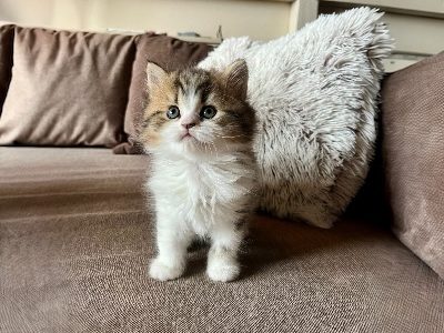 KitCat Gusztáv