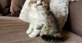 KitCat Gusztáv