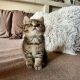 KitCat Gubacs