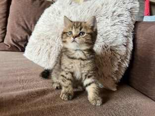 KitCat Gubacs