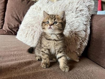 KitCat Gubacs