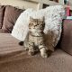 KitCat Gubacs