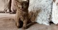 KitCat Gedeon