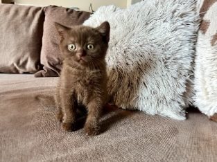 KitCat Gedeon