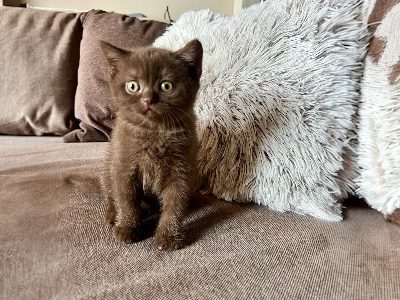 KitCat Gedeon