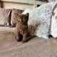 KitCat Gedeon