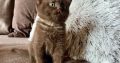 KitCat Gedeon