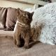 KitCat Gedeon