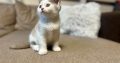 KitCat Giovanni