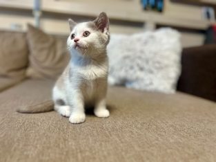 KitCat Giovanni