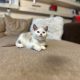 KitCat Giovanni