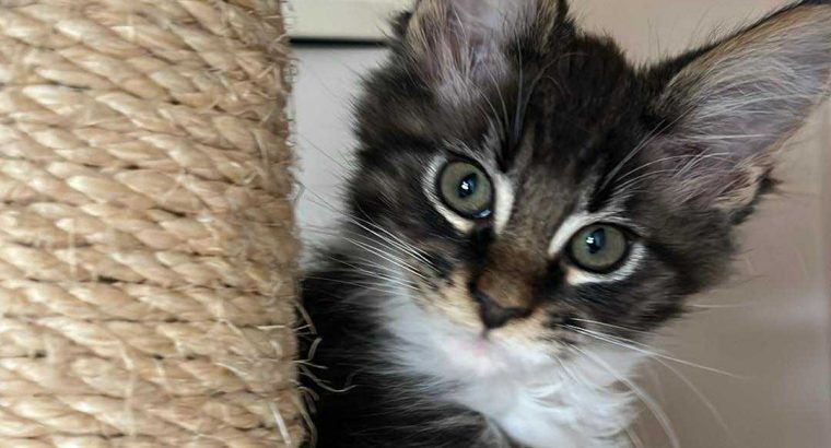 Maine Coon foglalható