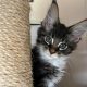 Maine Coon foglalható