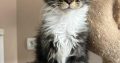 Maine Coon foglalható
