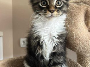 Maine Coon foglalható