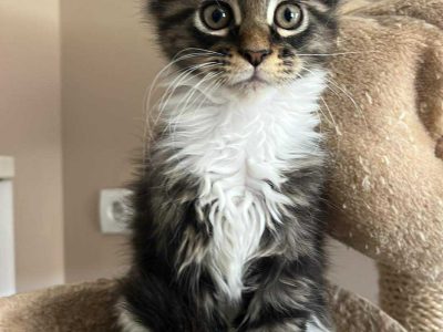 Maine Coon foglalható