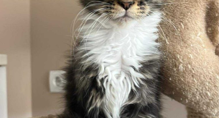 Maine Coon foglalható