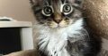 Maine Coon foglalható