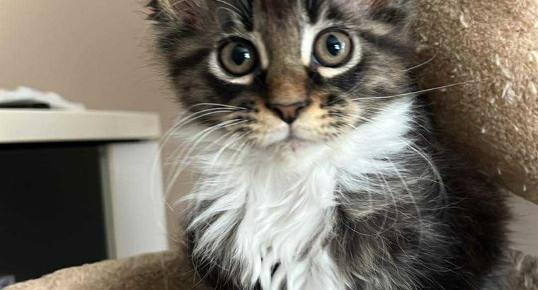 Maine Coon foglalható