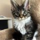 Maine Coon foglalható