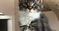 Maine Coon foglalható