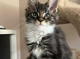 Maine Coon foglalható