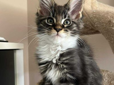 Maine Coon foglalható