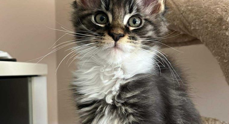 Maine Coon foglalható