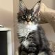 Maine Coon foglalható