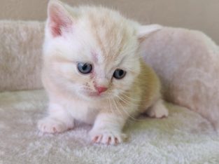 Krém ezüst tabby kis kandúr