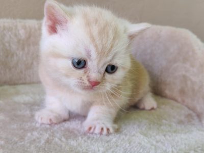 Krém ezüst tabby kis kandúr