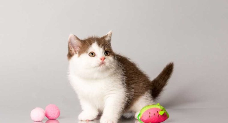 Alina of Merry&Bright csoki bicolor