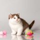 Alina of Merry&Bright csoki bicolor
