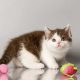 Alina of Merry&Bright csoki bicolor