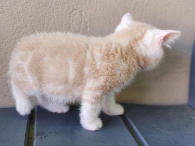 Krém ezüst tabby kis kandúr