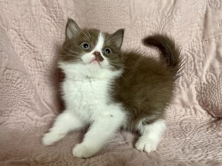 Olivia