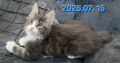 Jupiter Maine Coon kandúr kiscica