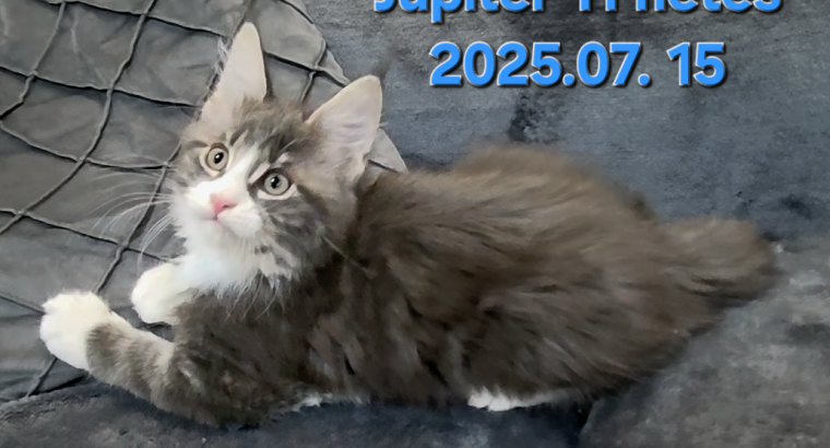 Jupiter Maine Coon kandúr kiscica